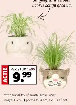 Intratuin Kattengras Kitty of snuffelgras Bunny. aanbieding