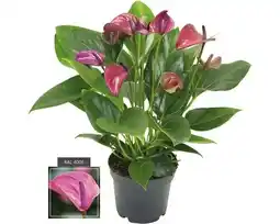 Hornbach FLORASELF® Flamingoplant Anthurium Andreanum 'Purple' roze potmaat Ø 12 cm aanbieding