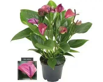 Hornbach FLORASELF® Flamingoplant Anthurium Andreanum 'Purple' roze potmaat Ø 12 cm aanbieding