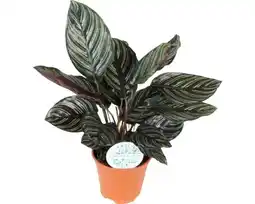 Hornbach FLORASELF Pauwenplant Calathea Ornata potmaat Ø 14 cm H 45-50 cm aanbieding
