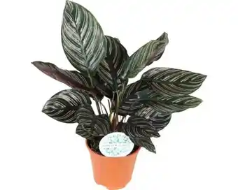 Hornbach FLORASELF Pauwenplant Calathea Ornata potmaat Ø 14 cm H 45-50 cm aanbieding