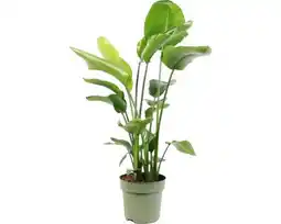 Hornbach FLORASELF Paradijsvogelplant Strelitzia nicolai potmaat Ø 27 cm H 130 cm aanbieding