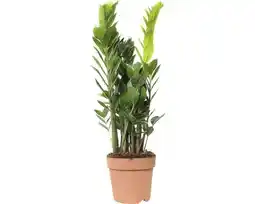 Hornbach FLORASELF® Zamioculcas Zamioculcas Zamiifolia potmaat Ø 17 cm aanbieding