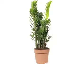 Hornbach FLORASELF® Zamioculcas Zamioculcas Zamiifolia potmaat Ø 17 cm aanbieding