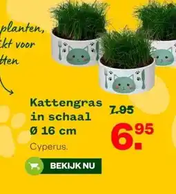 Welkoop Kattengras in schaal aanbieding
