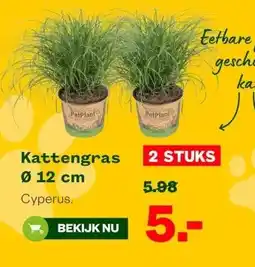 Welkoop Kattengras aanbieding