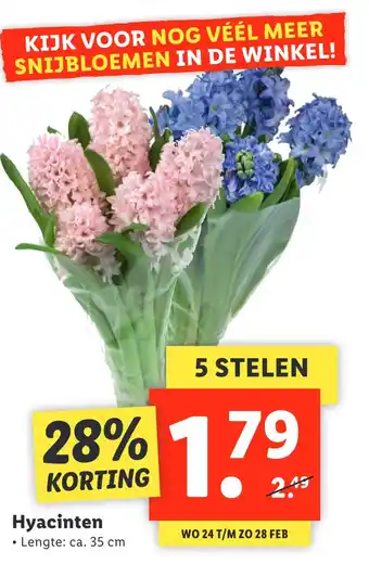 Lidl Hyacinten 35cm aanbieding