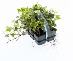 Intratuin Klimop (Hedera helix 'Goldchild') sixpack D 9 H 15 cm aanbieding