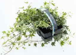 Intratuin Klimop (Hedera helix 'Glacier') sixpack D 9 H 15 cm aanbieding