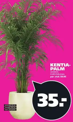 Ranzijn KENTIA- PALM HOWEA FORSTERIANA aanbieding