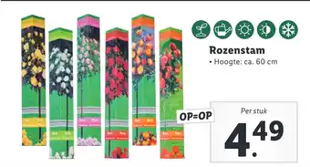 Lidl Rozenstam 60cm aanbieding