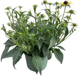 Intratuin Zonnehoed (Rudbeckia fulgare 'Little Goldstar') D 17 H 35 cm aanbieding