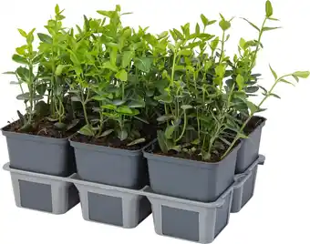 Intratuin Japanse Kardinaalsmuts (Euonymus japonica 'Green Spire') sixpack D 9 H 10 cm aanbieding