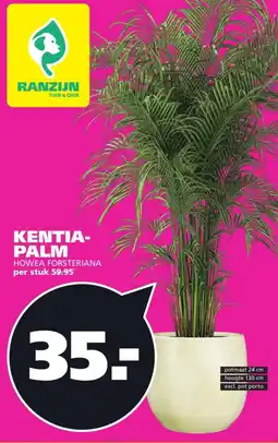 Ranzijn Kentia palm aanbieding
