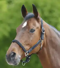 Welkoop Waldhausen Crystal - Halster - Pony - Pony aanbieding