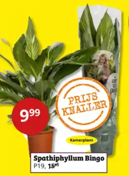Tuinland Spathiphyllum Bingo aanbieding