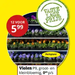 Tuinland Violen P9, groot- en kleinbloemig aanbieding