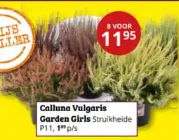 Tuinland Calluna Vulgaris Garden Girls aanbieding