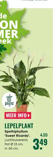 GroenRijk Lepelplant Spathiphyllum Sweet Ricardo aanbieding