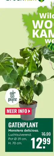 GroenRijk Gatenplant Monstera deliciosa. aanbieding