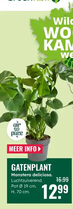 GroenRijk Gatenplant Monstera deliciosa. aanbieding