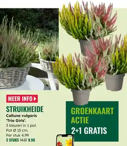 GroenRijk Struikheide Calluna vulgaris aanbieding