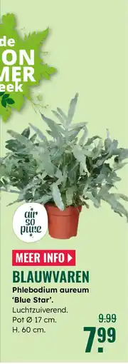 GroenRijk Blauwvaren Phlebodium aureum aanbieding