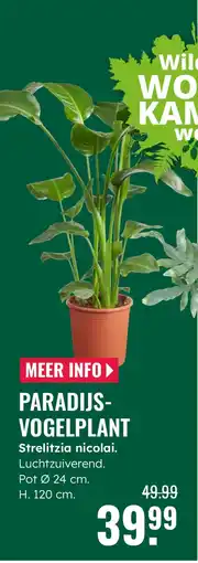 GroenRijk Paradijs vogelplant Strelitzia nicolai aanbieding
