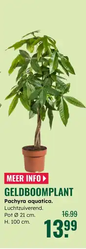 GroenRijk Geldboomplant Pachyra aquatica aanbieding