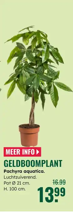 GroenRijk Geldboomplant Pachyra aquatica aanbieding