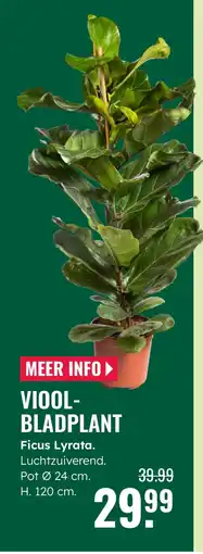 GroenRijk Viool Bladplant Ficus Lyrata aanbieding