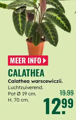 GroenRijk Calathea warscewiczii aanbieding