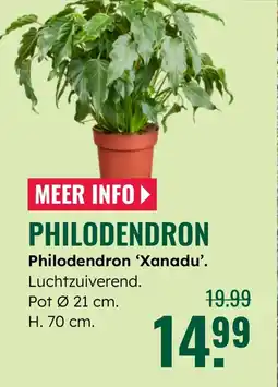 GroenRijk Philodendron Xanadu aanbieding