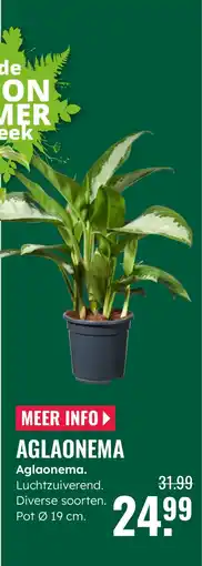 GroenRijk Aglaonema. Luchtzuiverend. aanbieding