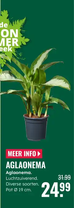 GroenRijk Aglaonema. Luchtzuiverend. aanbieding