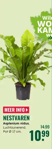 GroenRijk Nestvaren Asplenium nidus aanbieding