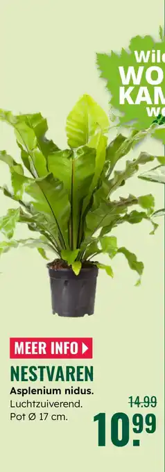 GroenRijk Nestvaren Asplenium nidus aanbieding
