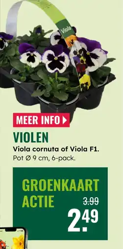 GroenRijk Viola Viola cornuta of Viola F1 aanbieding
