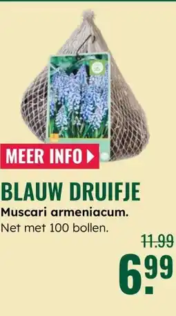 GroenRijk Blauw druifje aanbieding