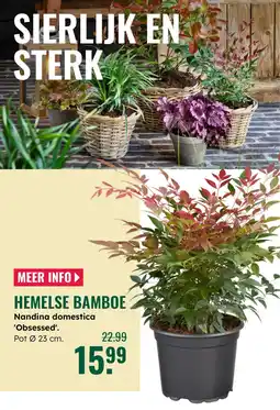 GroenRijk Hemelse bamboe aanbieding
