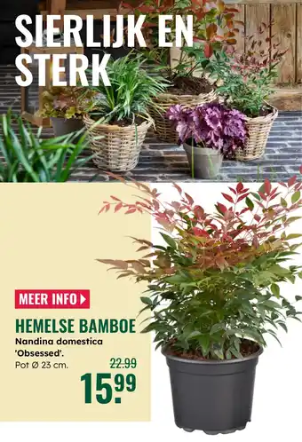 GroenRijk Hemelse bamboe aanbieding