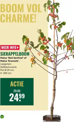 GroenRijk Sierappelboom aanbieding