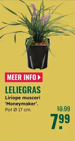 GroenRijk Liriope muscari Moneymaker aanbieding