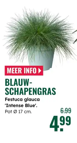 GroenRijk Blauw schapengras aanbieding