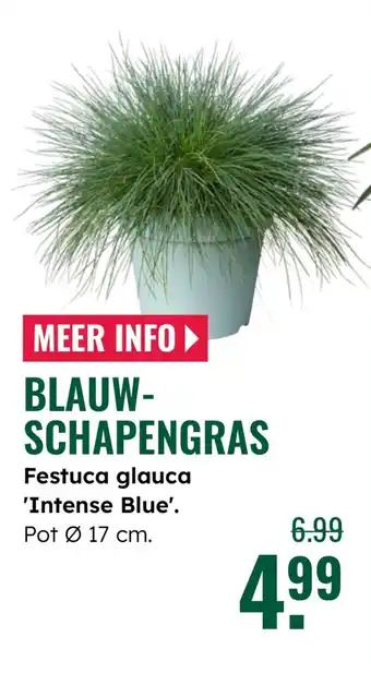 GroenRijk Blauw schapengras aanbieding