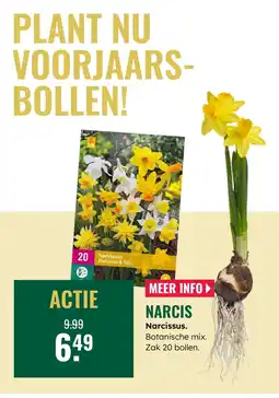 GroenRijk Narcis aanbieding
