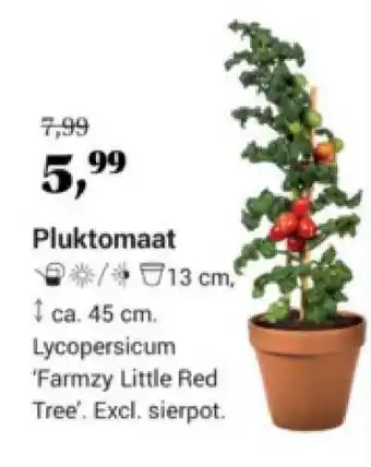 Tuincentrum Osdorp Pluktomaat aanbieding