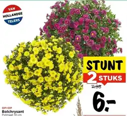 Vomar Voordeelmarkt Bolchrysant aanbieding