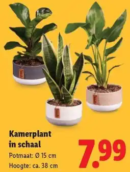 Lidl Kamerplant in schaal aanbieding