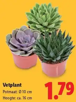 Lidl Vetplant aanbieding